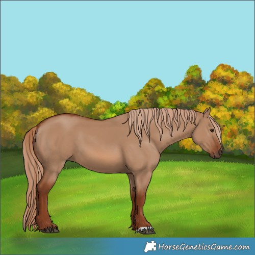 Horse Color:Red Dun 