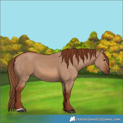 Horse Color:Red Dun 