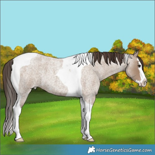 Horse Color:Classic Champagne Roan Splash Tobiano 