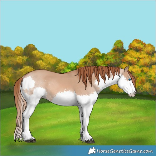 Horse Color:White Spotted Red Dun Splash 