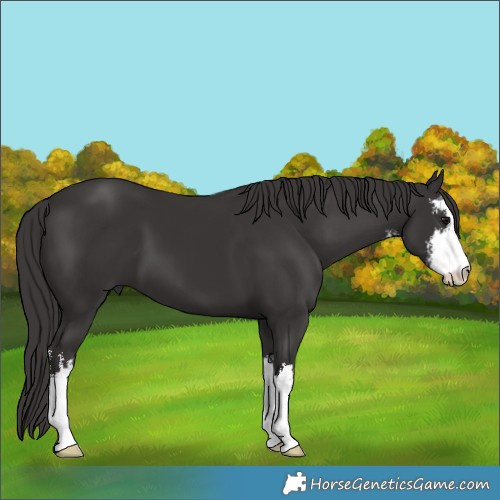 Horse Color:White Spotted Smoky Black