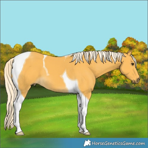Horse Color:Palomino Tobiano