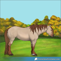 Horse Color:Red Dun 