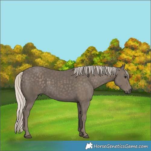Horse Color:White Spotted Silver Smoky Black
