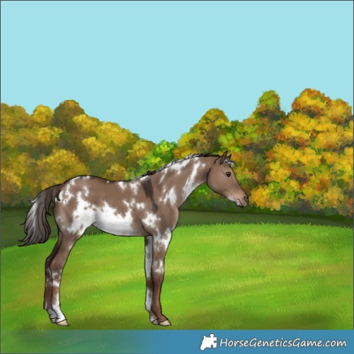 Horse Color:White Spotted Liver Red Dun 