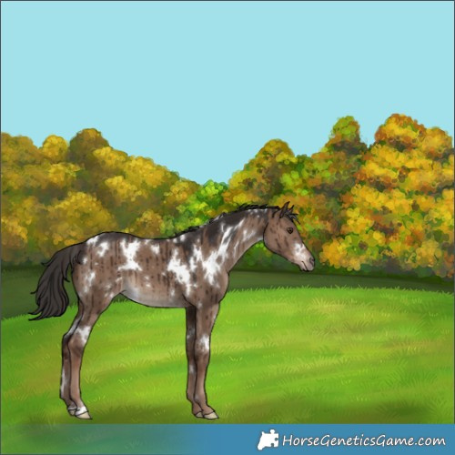 Horse Color:White Spotted Liver Red Dun Brindle 