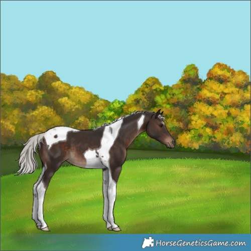 Horse Color:Silver Brown Tobiano 