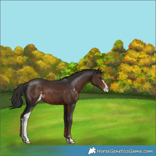 Horse Color:Liver Chestnut Sabino 