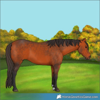 Horse Color:Bay 