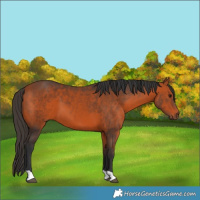 Horse Color:Bay 