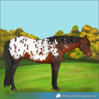 Horse Color:Brown Appaloosa
