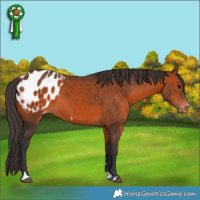 Horse Color:Bay Appaloosa 