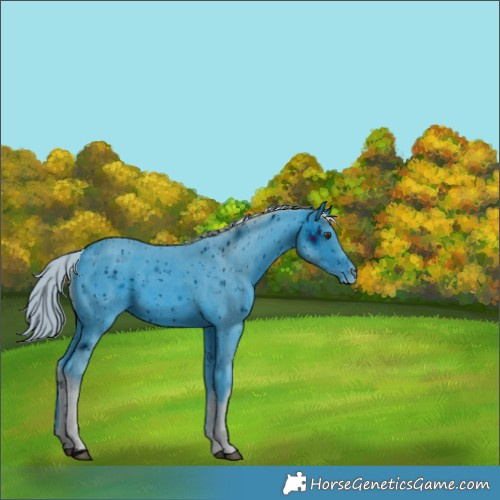 Horse Color:ERROR: UNKNOWN ANOMALY