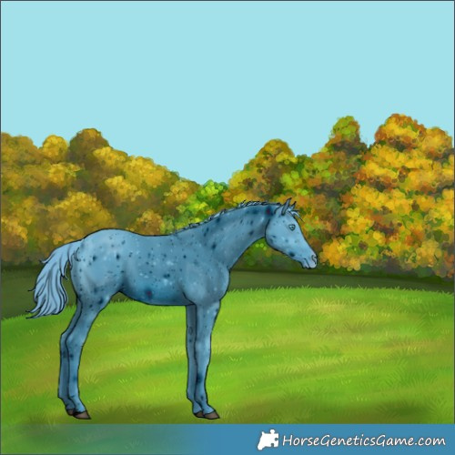 Horse Color:ERROR: UNKNOWN ANOMALY
