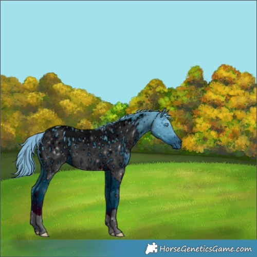 Horse Color:ERROR: UNKNOWN ANOMALY