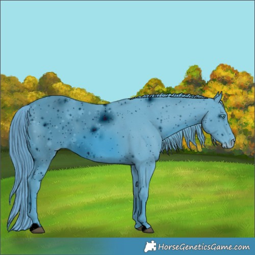 Horse Color:ERROR: UNKNOWN ANOMALY