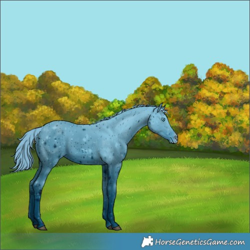 Horse Color:ERROR: UNKNOWN ANOMALY