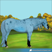 Horse Color:ERROR: UNKNOWN ANOMALY