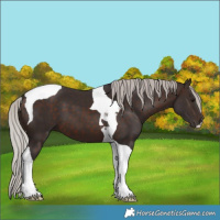 Horse Color:Silver Brown Tobiano
