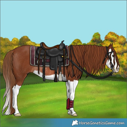 Horse Color:Chestnut Splash Rabicano 