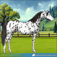 Horse Color:Liver Chestnut Appaloosa 