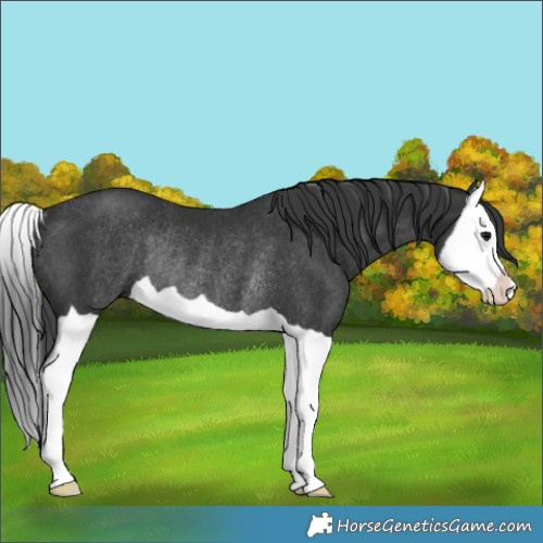 Horse Color:Black Splash Rabicano 