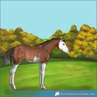 Horse Color:Bay Splash Rabicano 