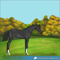 Horse Color:Black 
