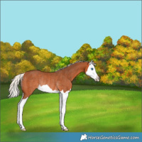 Horse Color:Silver Bay Splash Rabicano