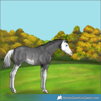 Horse Color:Blue Roan Splash Rabicano 