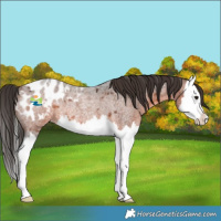 Horse Color:Brown Roan Splash Appaloosa Rabicano