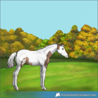 Horse Color:Brown Dun Splash Tobiano Appaloosa Rabicano 