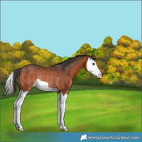 Horse Color:Bay Splash Rabicano 