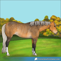 Horse Color:Silver Buckskin Rabicano 