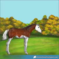 Horse Color:Gray Silver Bay Splash 