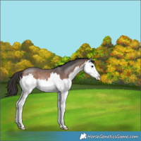 Horse Color:Brown Roan Splash Rabicano