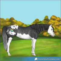 Horse Color:Black Splash Appaloosa Rabicano 
