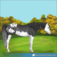 Horse Color:Black Splash Appaloosa Rabicano 