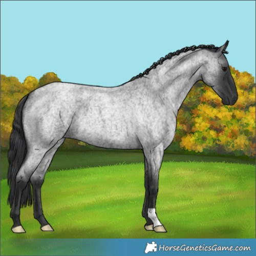 Horse Color:Blue Roan