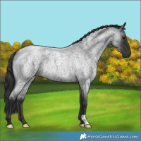 Horse Color:Blue Roan 