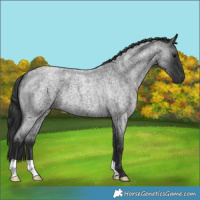 Horse Color:Blue Roan 