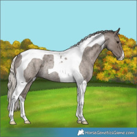 Horse Color:Silver Blue Roan Tobiano Rabicano