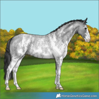 Horse Color:Blue Roan Sabino
