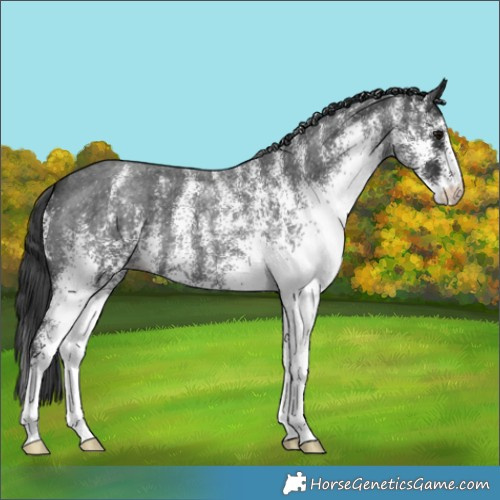 Horse Color:White Spotted Blue Roan 