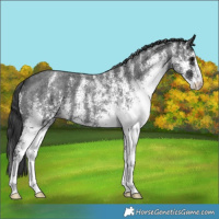 Horse Color:White Spotted Blue Roan 