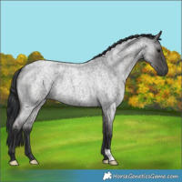 Horse Color:Blue Roan 