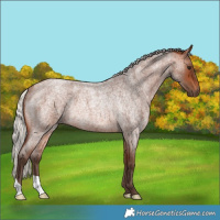 Horse Color:Silver Brown Roan Rabicano 