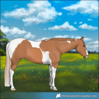 Horse Color:Chestnut Tobiano 