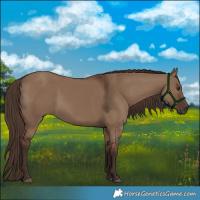 Horse Color:Liver Red Dun 