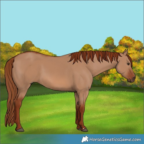 Horse Color:Red Dun 
